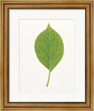 Framed Vertical Green Leaf on Light Grey Print