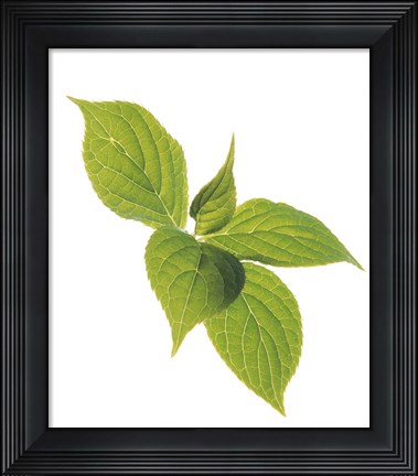 Framed Close up of green leaves on pale green and white Print