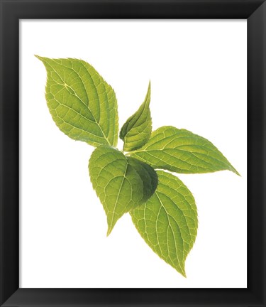 Framed Close up of green leaves on pale green and white Print