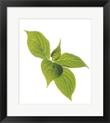 Framed Close up of green leaves on pale green and white Print