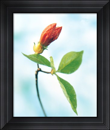 Framed Close up of dark pink flower bud on green stem with green leaves on watercolor blue Print