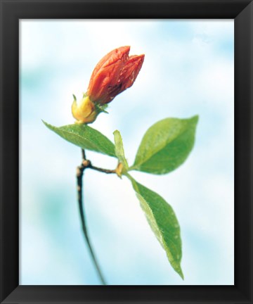 Framed Close up of dark pink flower bud on green stem with green leaves on watercolor blue Print