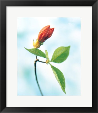 Framed Close up of dark pink flower bud on green stem with green leaves on watercolor blue Print