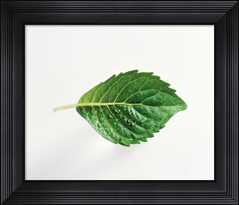 Framed Horizontal Green Leaf on Light Grey Print