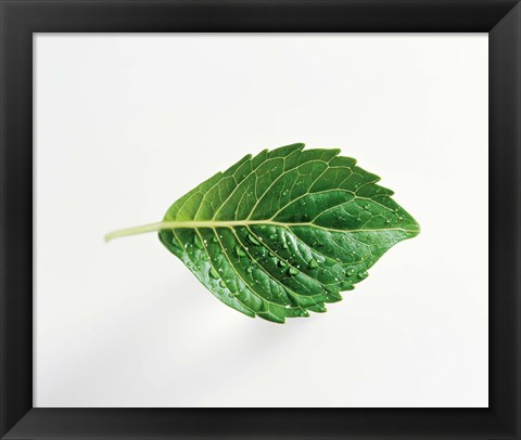 Framed Horizontal Green Leaf on Light Grey Print