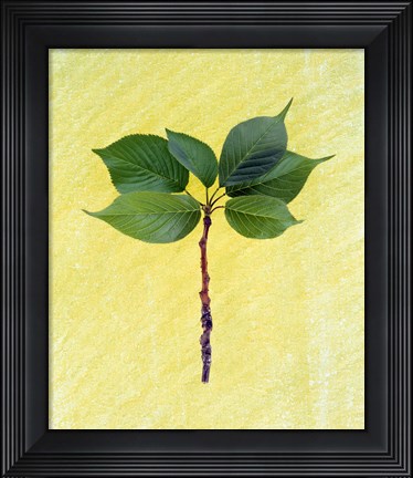 Framed Close up of green leaves with brown branch on pale yellow Print