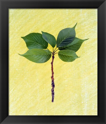 Framed Close up of green leaves with brown branch on pale yellow Print