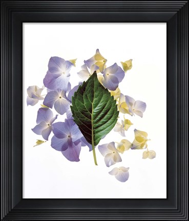 Framed Close up of green leaf and lavender flower petals scattered on white Print