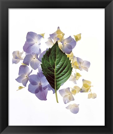 Framed Close up of green leaf and lavender flower petals scattered on white Print