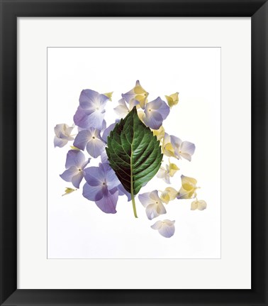 Framed Close up of green leaf and lavender flower petals scattered on white Print