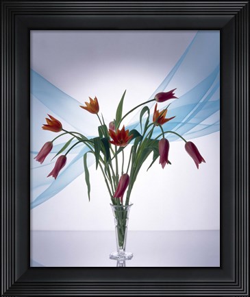 Framed Long stemmed bouquet of dark pink tulips in a small vase draped with light blue sheer fabric Print