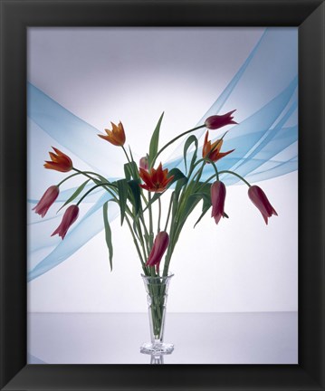 Framed Long stemmed bouquet of dark pink tulips in a small vase draped with light blue sheer fabric Print