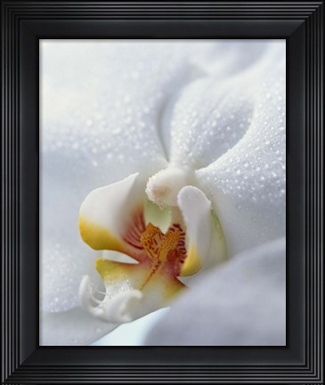 Framed Close up of center of white orchid with yellow center Print
