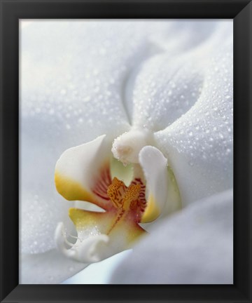 Framed Close up of center of white orchid with yellow center Print