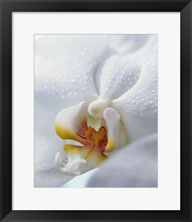 Framed Close up of center of white orchid with yellow center Print