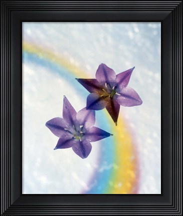 Framed Two violet flower on white blue and yellow background Print