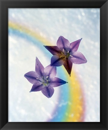 Framed Two violet flower on white blue and yellow background Print