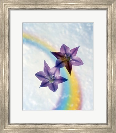 Framed Two violet flower on white blue and yellow background Print
