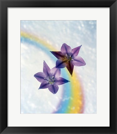 Framed Two violet flower on white blue and yellow background Print