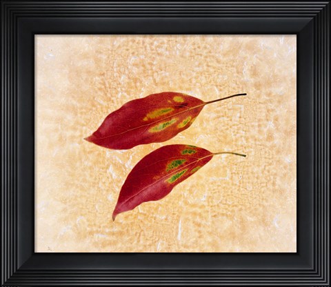 Framed Two red leaves on pink background Print