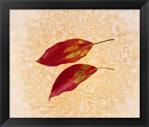 Framed Two red leaves on pink background Print