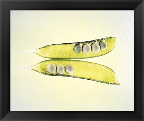 Framed Two transparent pea pods with yellow green background Print