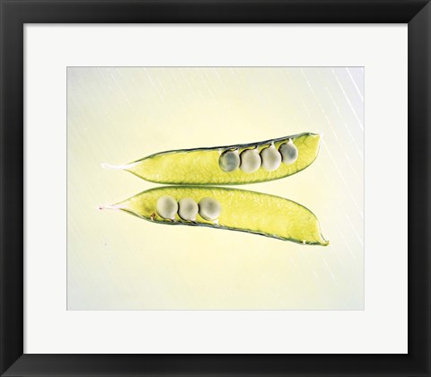 Framed Two transparent pea pods with yellow green background Print