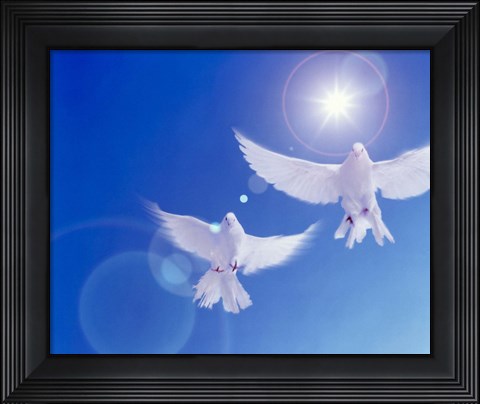 Framed Two doves side by side with wings outstretched in flight with brilliant light and blue sky Print