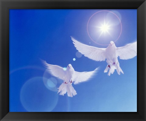 Framed Two doves side by side with wings outstretched in flight with brilliant light and blue sky Print