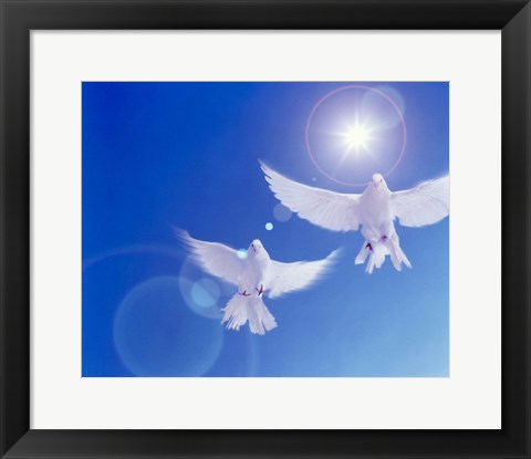 Framed Two doves side by side with wings outstretched in flight with brilliant light and blue sky Print