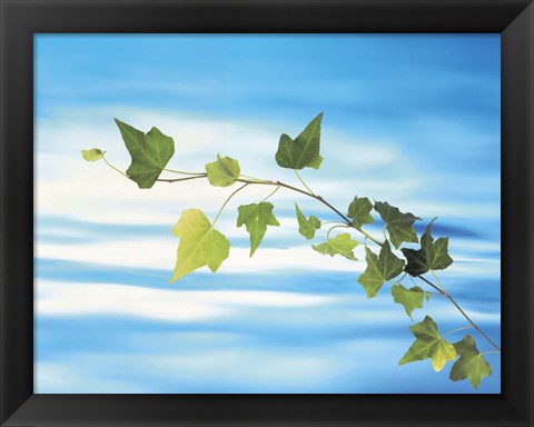 Framed Green vine floating in blue water Print