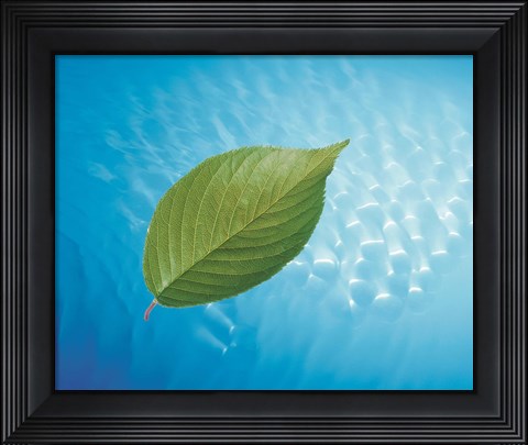 Framed Single green leaf above blue water with lights Print