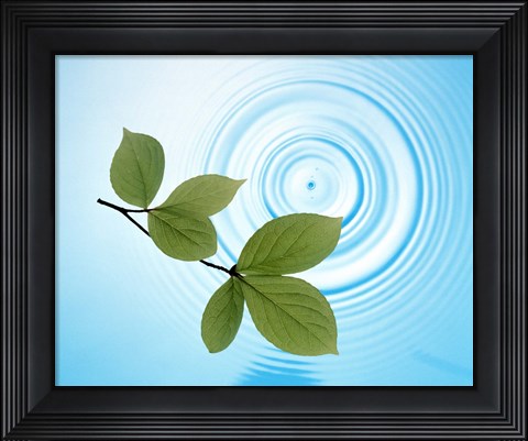 Framed Twig with green leaves above perfect water circles Print