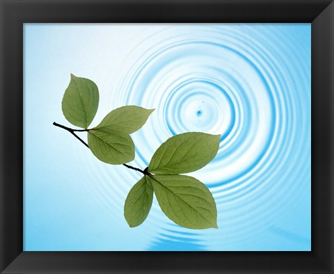 Framed Twig with green leaves above perfect water circles Print