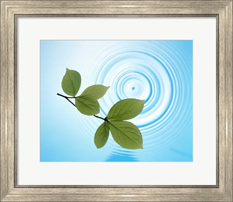 Framed Twig with green leaves above perfect water circles Print