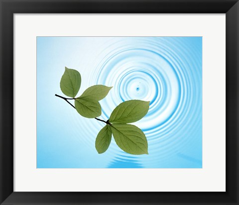 Framed Twig with green leaves above perfect water circles Print