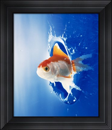 Framed Orange, yellow and white fish flying through water splash Print