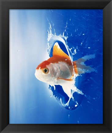 Framed Orange, yellow and white fish flying through water splash Print