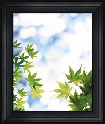 Framed Green leaves on mottled cloudy sky Print
