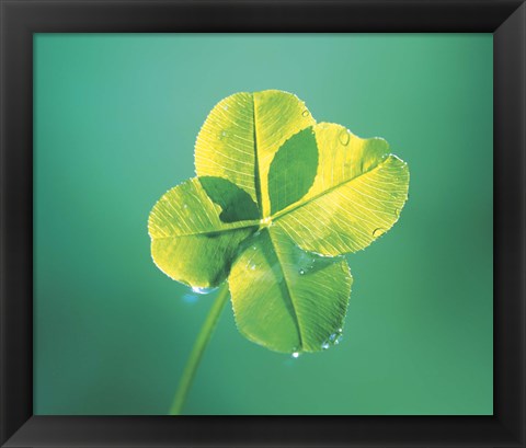 Framed Close up of green leaf sprig on dark teal Print