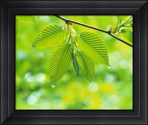 Framed Selective focus striped leaves on branch with forest in back Print