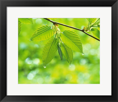 Framed Selective focus striped leaves on branch with forest in back Print