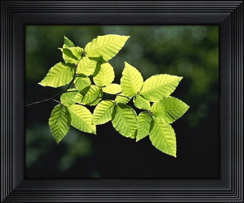 Framed Striped Leaves on Branch Print