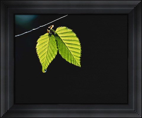 Framed Two green leaves on thin branch on black Print