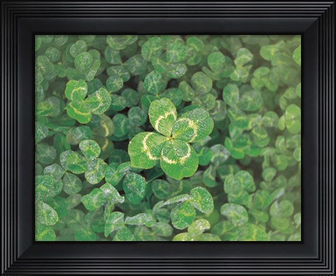 Framed Close up of green clover Print
