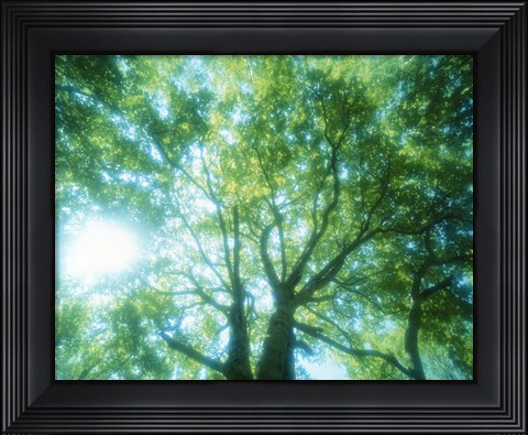 Framed Selective focus trees in forest Print