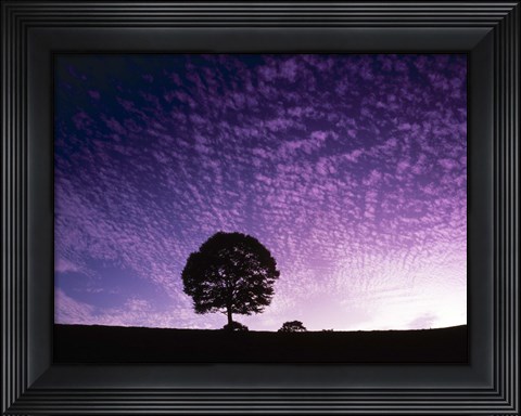 Framed Silhouette of solitary tree with purple sunset Print