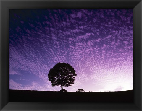 Framed Silhouette of solitary tree with purple sunset Print