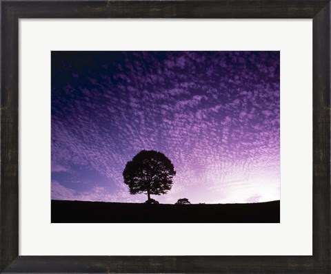 Framed Silhouette of solitary tree with purple sunset Print