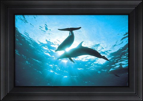 Framed Upward view of two silhouetted dolphins on surface of sea Print